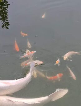 Kleine junge Koi Fische Karpfen aus 2024 - Regenstauf