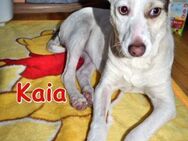 KAIA ❤ wartet in 94227 Zwiesel auf Dich - Langenhagen