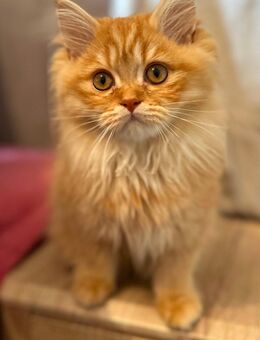 Wir suchen noch - Rommerskirchen