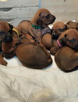 Rhodesian Ridgeback Welpen - Emstek