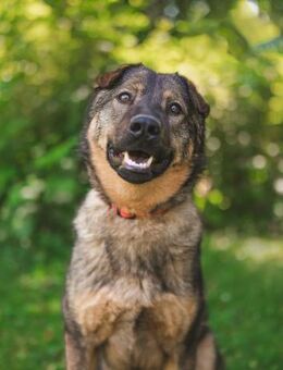 Freundlicher Tobi mit besonderen Ohren - Ottweiler