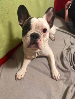 Französische Bulldogge - Neuhof (Hessen)