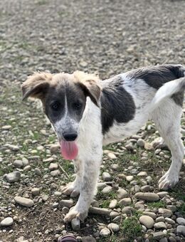 Lucky will die Welt erobern - Celle