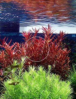 Rotala „Singapore Blood Red“ (Versand/ Abholung) - Mechernich