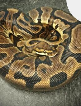 1.0 Leopard Redstripe het. 66% clown - Hamm