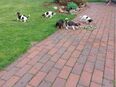 Jack Russel Mix Welpen zu verkaufen in 27232