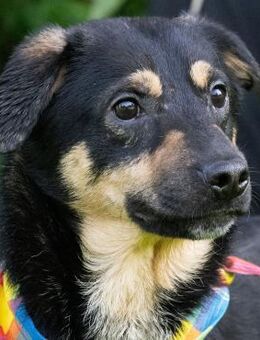 Momoo muss man einfach mögen - Obertshausen