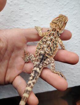 Farbbartagame babys NZ06/ 25 in gute Hände ab zu geben - Gotha