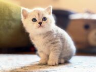 Bkh-Kitten - Leipzig