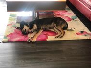 Lucky Hündin 9 Monate Hund sucht ein neues Körbchen - Haiterbach