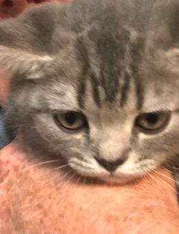 2 Bkh Kitten Suchen noch Ihr für Immer Zuhause - Waldstetten (Baden-Württemberg)