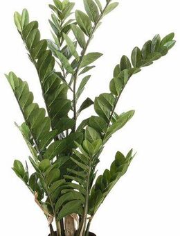 Kunstpflanze Zamifolia, Creativ green, Höhe 110 cm