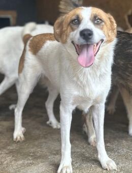 Zoe ist eine liebe Traumhündin 🐾 - Elsdorf (Nordrhein-Westfalen)