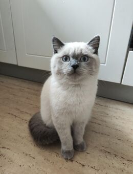 Hübscher Blue Point Kater sucht ein neues Zuhause. - Bielefeld Schildesche