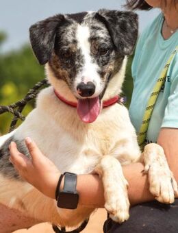 Waco ist so hübsch und sehr lieb - Laatzen