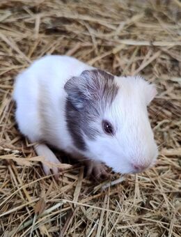 Meerschweinchen Weibchen - Högsdorf