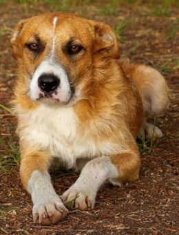 Baro ist ein lieber und ruhiger Hund - Donaueschingen