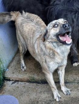 Buttercup - Terrier-Mischling 🏡 - Höchst (Odenwald)