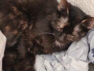 Kätzchen sucht neues Zuhause - Naumburg (Saale)