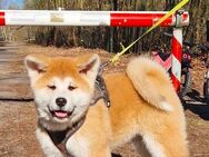 Akita Inu Welpen reinrassig rot Minden abgabebereit - Minden Minderheide