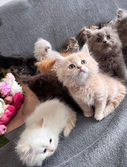 Katzen katzen - Bonn Poppelsdorf