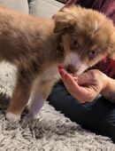 Australian Shepherd Welpen in 91334