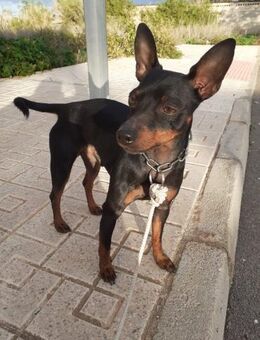 Marcos - aktiver Pinscher Mischling - Bad Camberg