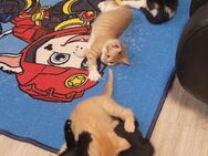 Kleine Katzen Kitten abzugeben Bönen - Bönen