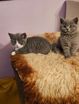 Zwei süße BKH-Mix Kitten suchen ein Zuhause - Frasdorf