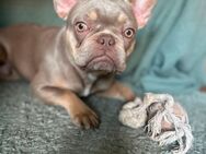 Französische Bulldogge sucht neues Zuhause 🏡 - Friedland (Mecklenburg-Vorpommern)