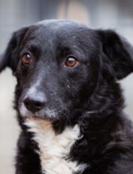 Schnuffel BOBI🩵sanft, liebevoll & treu - Hamburg