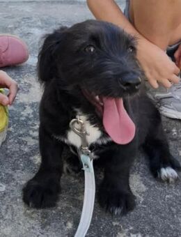 Ares ❤️ Schutzgebühr 500 Euro - Burgsinn