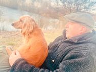Working Cocker Spaniel / Münsterländer mix Welpen - Samern