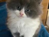 Flauschiger Kater-Mix (Britisch Kurzhaar x Perser) sucht liebevolles Zuhause - Greven (Nordrhein-Westfalen)