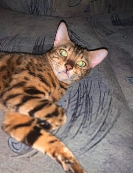 Bengalenkatze Cleo...geb.17.04.2019 - Oberhausen