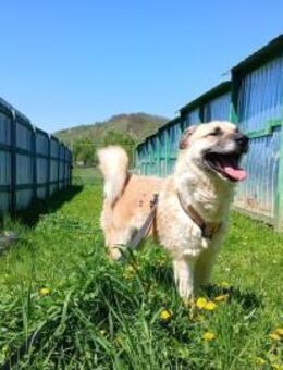 Freigeist Sheldon sucht ein Zuhause - München