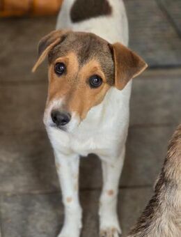 Tony sucht sein Für-immer-Zuhause (I) - Ludwigshafen (Rhein)