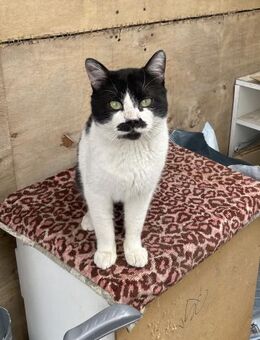 Zorro sucht ein Zuhause mit Freigang - Waakirchen