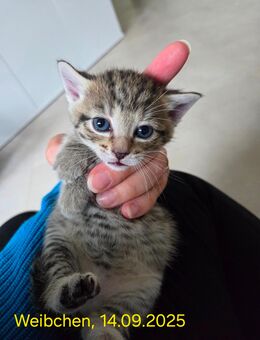 Anfragestop! 2 Kätzchen abzugeben - Brokstedt