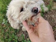 Bella; endlich geliebt werden - Geilenkirchen