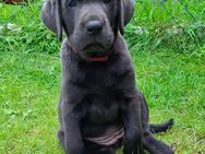 Labrador Hündin mit Ahnentafel aus Champion und Körzucht. - Lilienthal