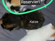 Kätzchen suchen ein Neues Zuhause - Wilhelmshaven