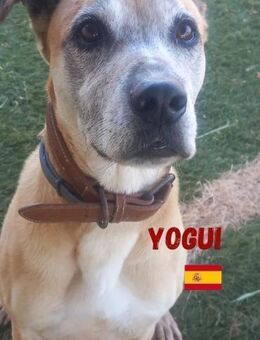 Yogui - Heppenheim (Bergstraße)
