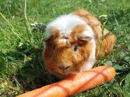 Mäxchen - Meerschweinchen - 5 Jahre - Tierhilfe Franken e.V. - Lauf (Pegnitz) Zentrum