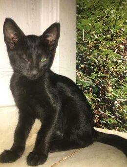 Naomi aus dem Tierschutz - Grevenbroich