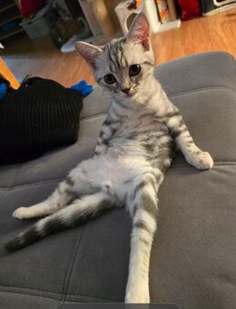 Bkh Kitten silver shaded/Black silver tabby - Welzheim