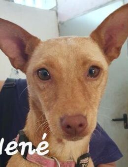 Nene; sie war ganz alleine unterwegs - Geilenkirchen