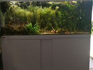 Eheim Aquarium 240 l - Menden (Sauerland)