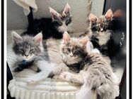 Reinrassige Maine Coon Kitten - Aue