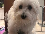 Maltipoo welpe - Egling